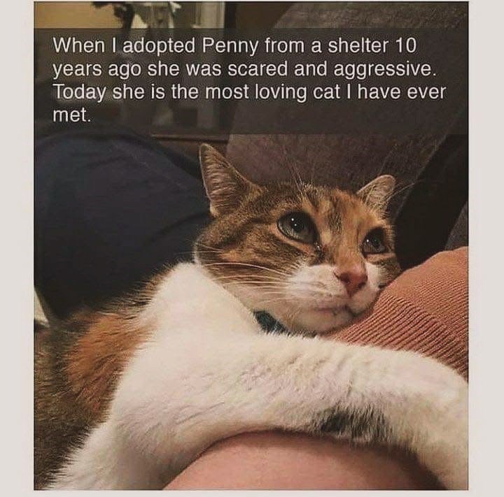 When I adopted Penny from a shelter 10 years ago she was scared and aggressive. Today she is the most loving cat I have ever met.