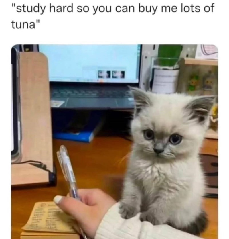 "study hard so you can buy me lots of tuna"