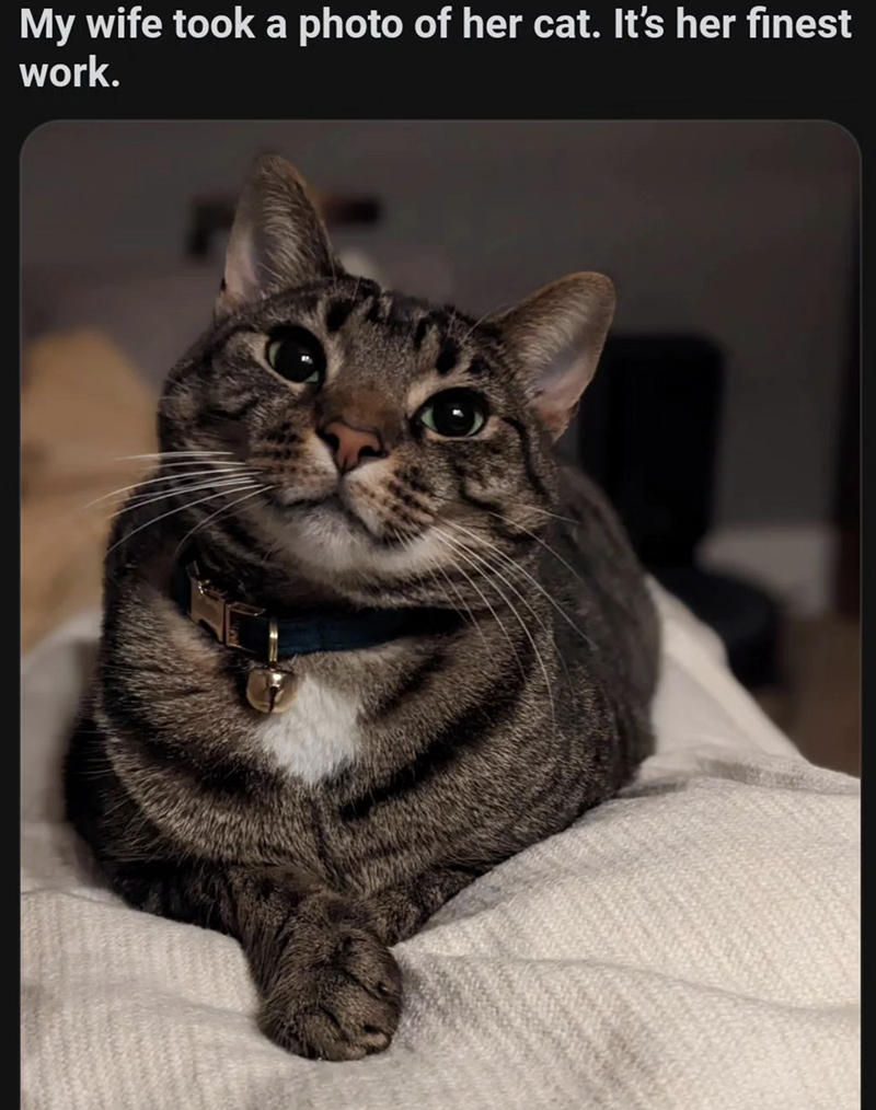 My wife took a photo of her cat. It's her finest work.