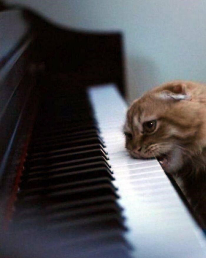 Cheezburger Image 10615235840