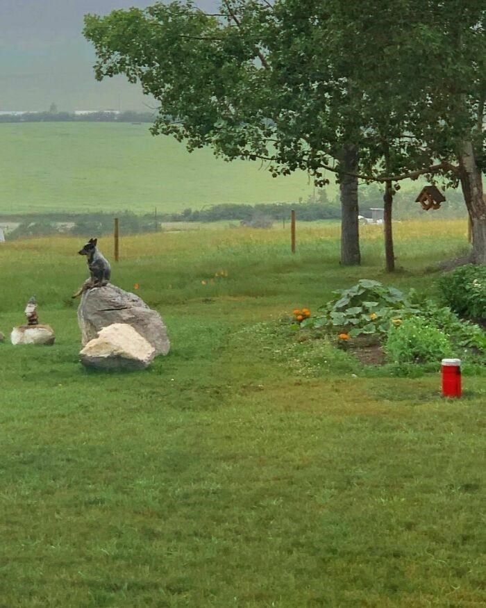 Cheezburger Image 10615236352