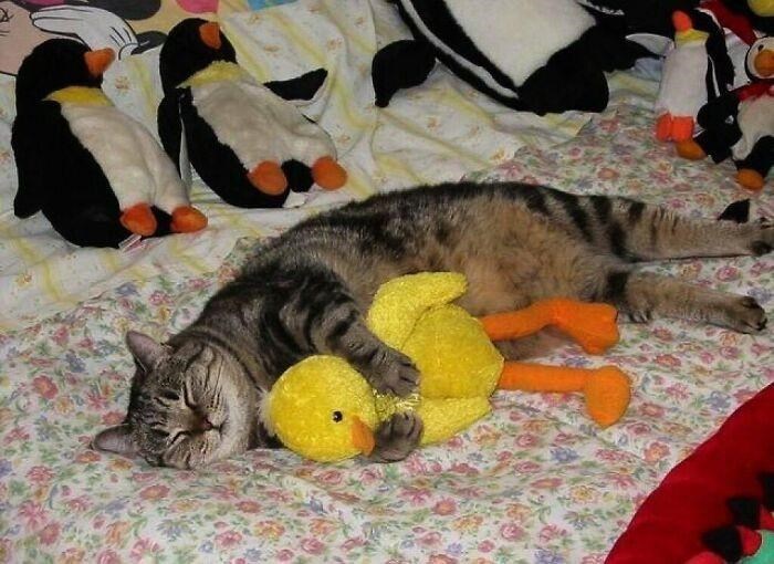 Cheezburger Image 10615236608