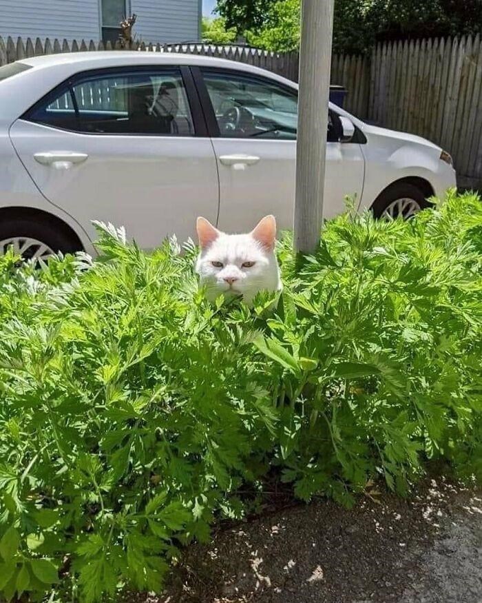 Cheezburger Image 10615237632