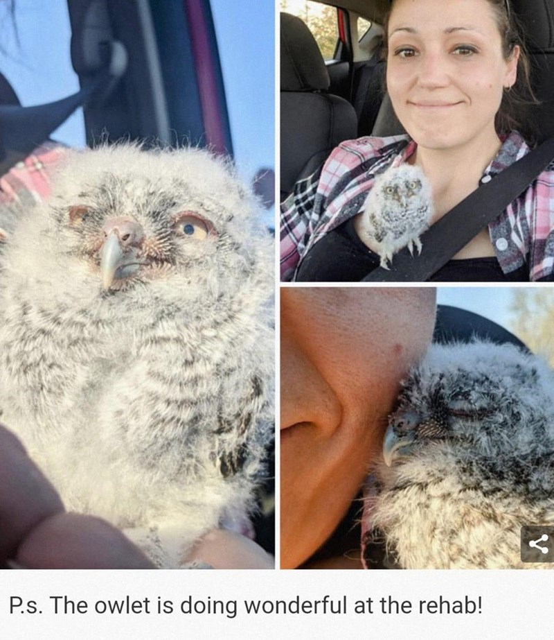P.s. The owlet is doing wonderful at the rehab! :