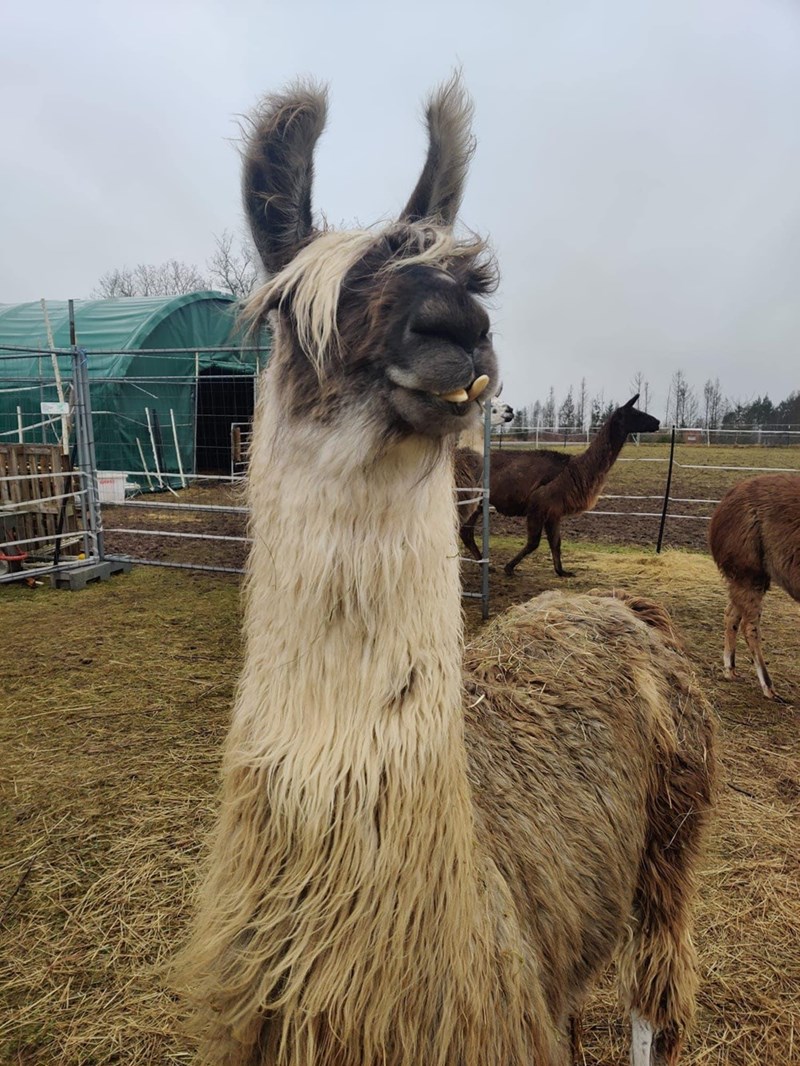 Cheezburger Image 10615241728