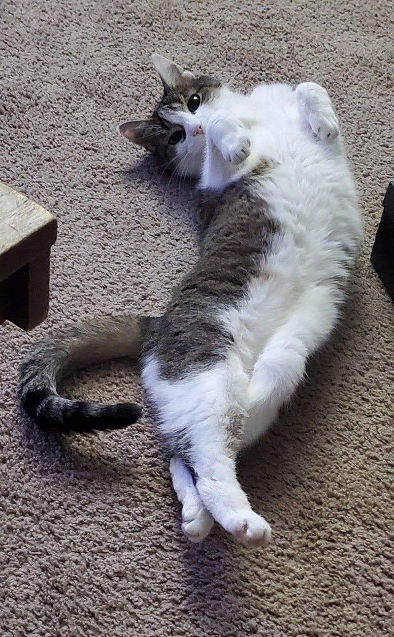 Cheezburger Image 10615243008