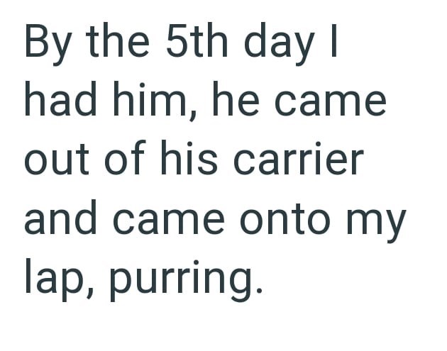 By the 5th day I had him, he came out of his carrier and came onto my lap, purring.