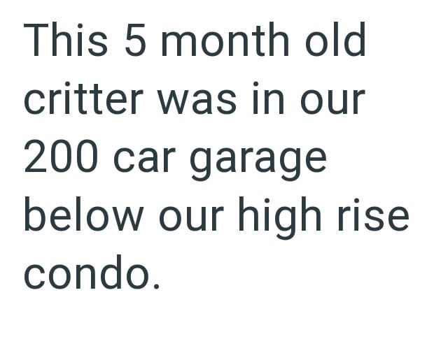 This 5 month old critter was in our 200 car garage below our high rise condo.