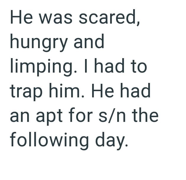 He was scared, hungry and limping. I had to trap him. He had an apt for s/n the following day.