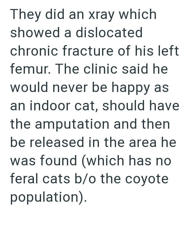 They did an xray which showed a dislocated chronic fracture of his left femur. The clinic said he would never be happy as an indoor cat, should have the amputation and then be released in the area he was found (which has no feral cats b/o the coyote population).