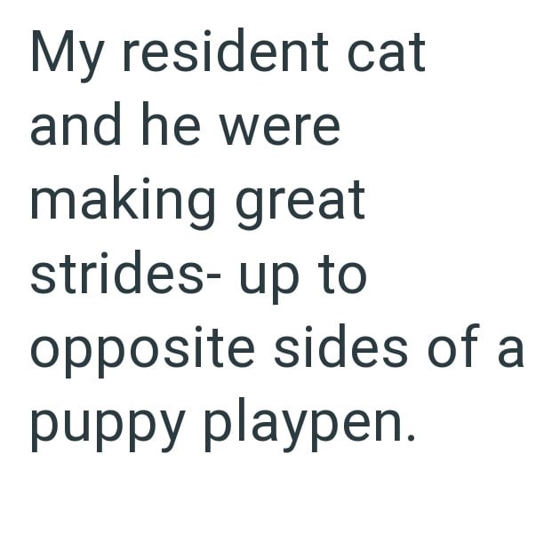 My resident cat and he were making great strides- up to opposite sides of a puppy playpen.