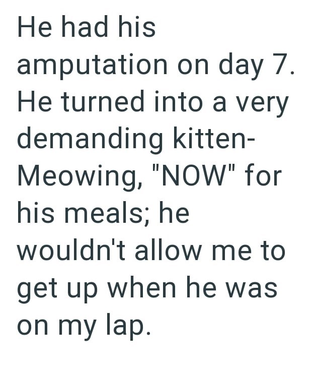 He had his amputation on day 7. He turned into a very demanding kitten- Meowing, "NOW" for his meals; he wouldn't allow me to get up when he was on my lap.