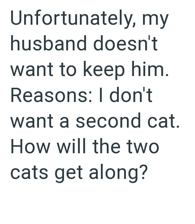 Unfortunately, my husband doesn't want to keep him. Reasons: I don't want a second cat. How will the two cats get along?