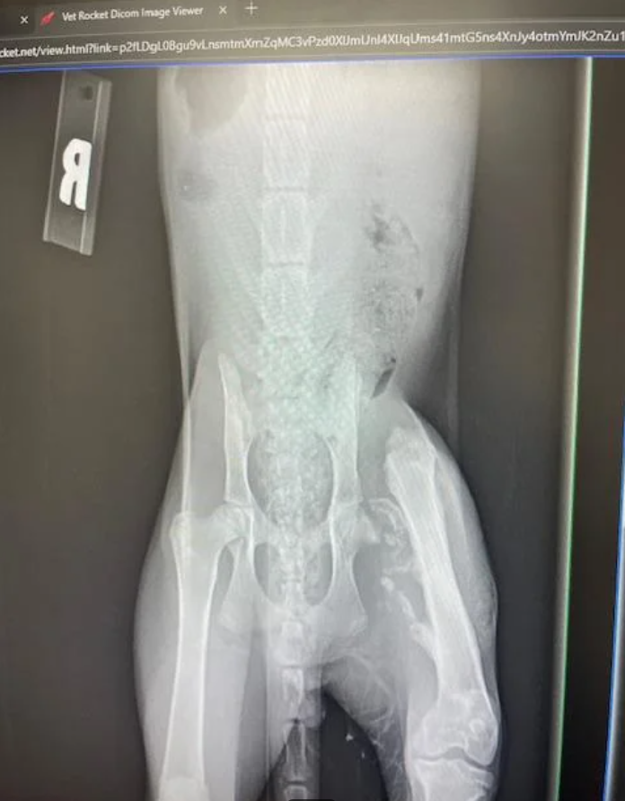 Vet Rocket Dicom Image Viewer X cket.net/view.html?link=p2fLDgL08gu9vLnsmtmXmZqMC3vPzd0XUmUnl4XIqUms41mtG5ns4Xnly4otmYmJK2nZu1 Я