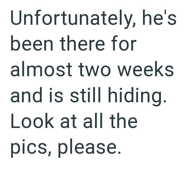 Unfortunately, he's been there for almost two weeks and is still hiding. Look at all the pics, please.