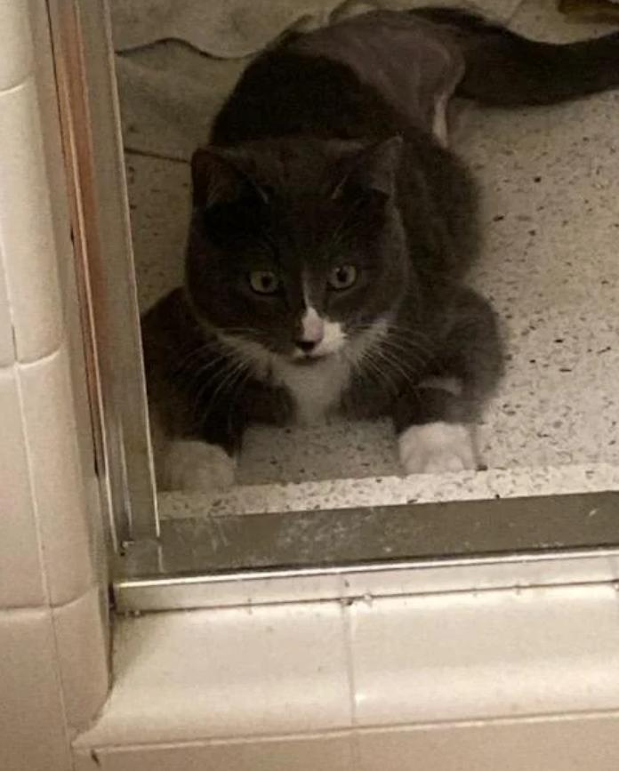 Cheezburger Image 10615246848