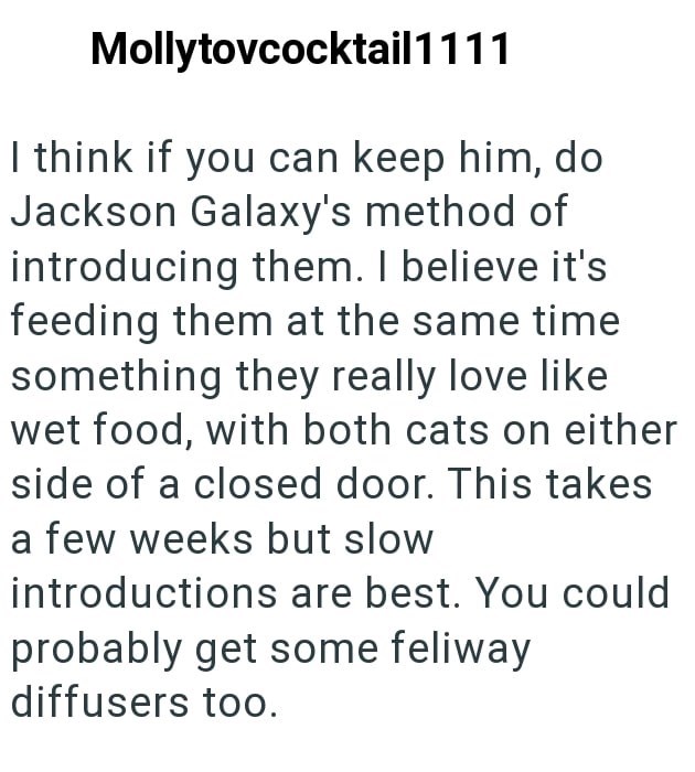 Mollytovcocktail1111 I think if you can keep him, do Jackson Galaxy's method of introducing them. I believe it's feeding them at the same time something they really love like wet food, with both cats on either side of a closed door. This takes a few weeks but slow introductions are best. You could probably get some feliway diffusers too.