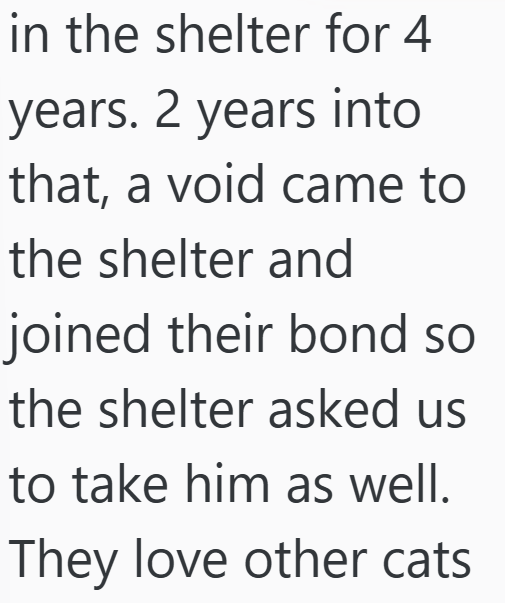 in the shelter for 4 years. 2 years into that, a void came to the shelter and joined their bond so the shelter asked us to take him as well. They love other cats