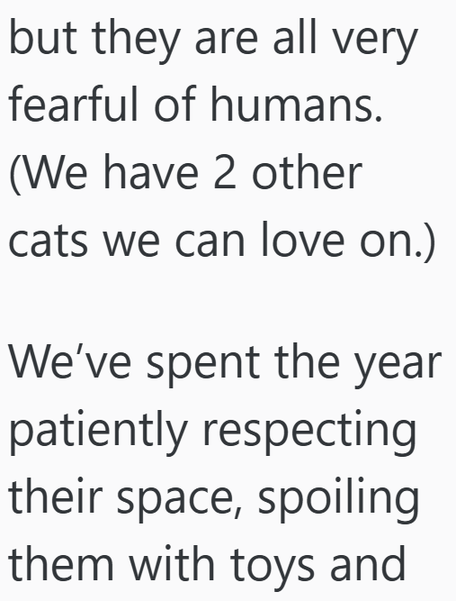 but they are all very fearful of humans. (We have 2 other cats we can love on.) We've spent the year patiently respecting their space, spoiling them with toys and