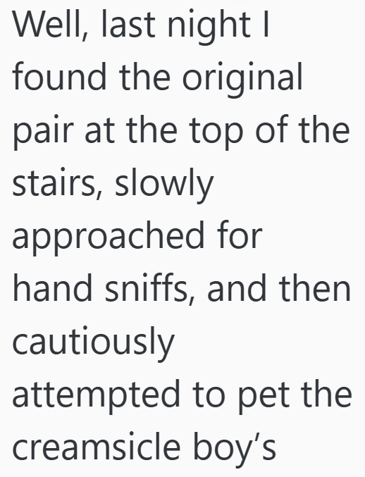 Well, last night I found the original pair at the top of the stairs, slowly approached for hand sniffs, and then cautiously attempted to pet the creamsicle boy's