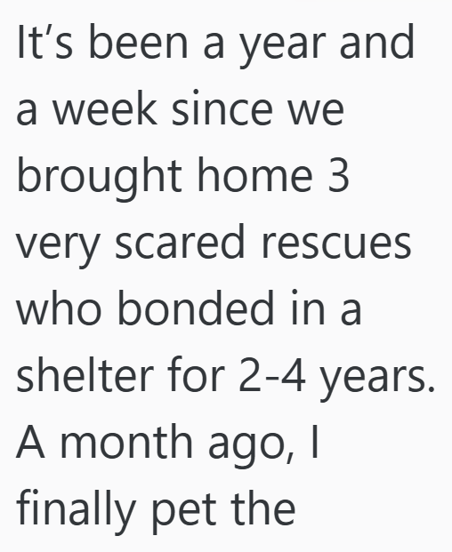 It's been a year and a week since we brought home 3 very scared rescues who bonded in a shelter for 2-4 years. A month ago, I finally pet the