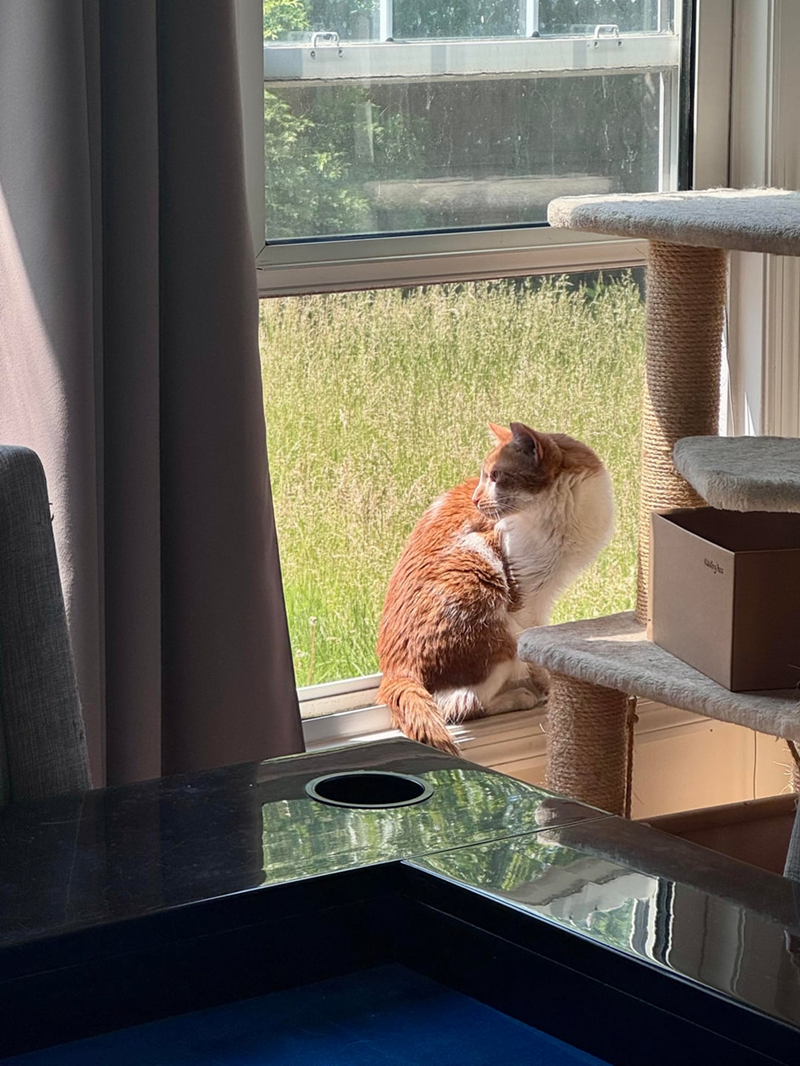 Cheezburger Image 10615265024