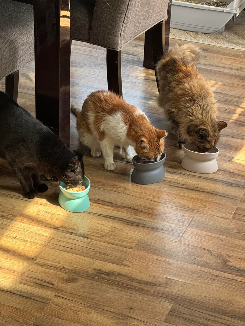 Cheezburger Image 10615266048