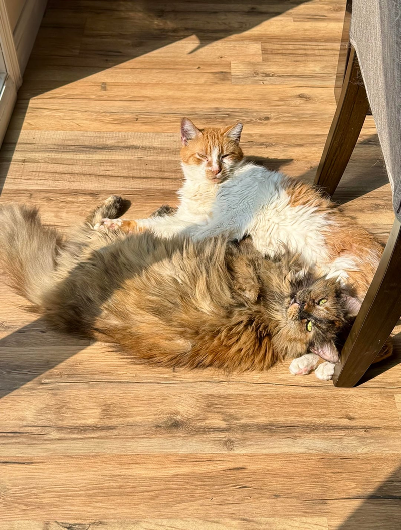 Cheezburger Image 10615266560