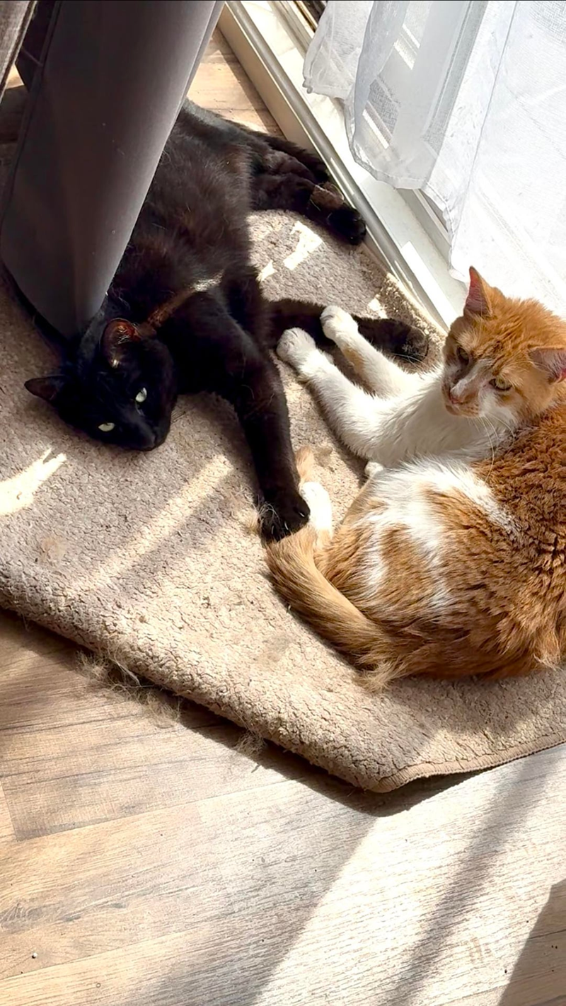 Cheezburger Image 10615266816