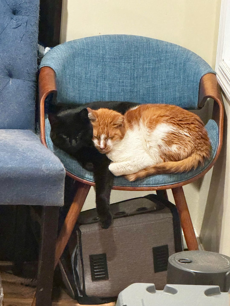 Cheezburger Image 10615267072