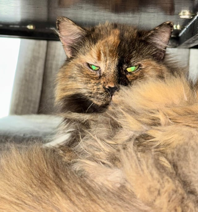 Cheezburger Image 10615267328