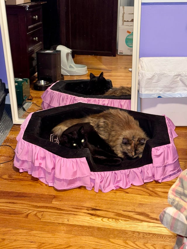 Cheezburger Image 10615267584