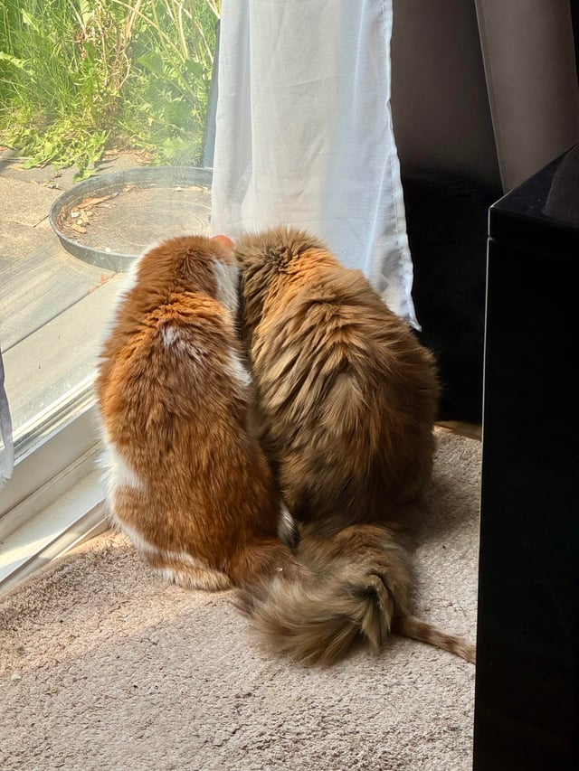 Cheezburger Image 10615268096