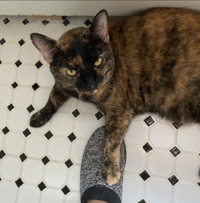 Cheezburger Image 10615273984