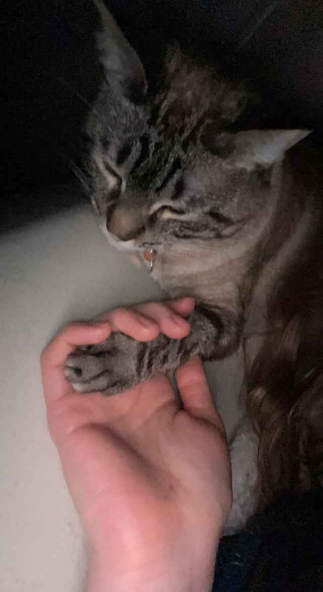 Cheezburger Image 10615274240