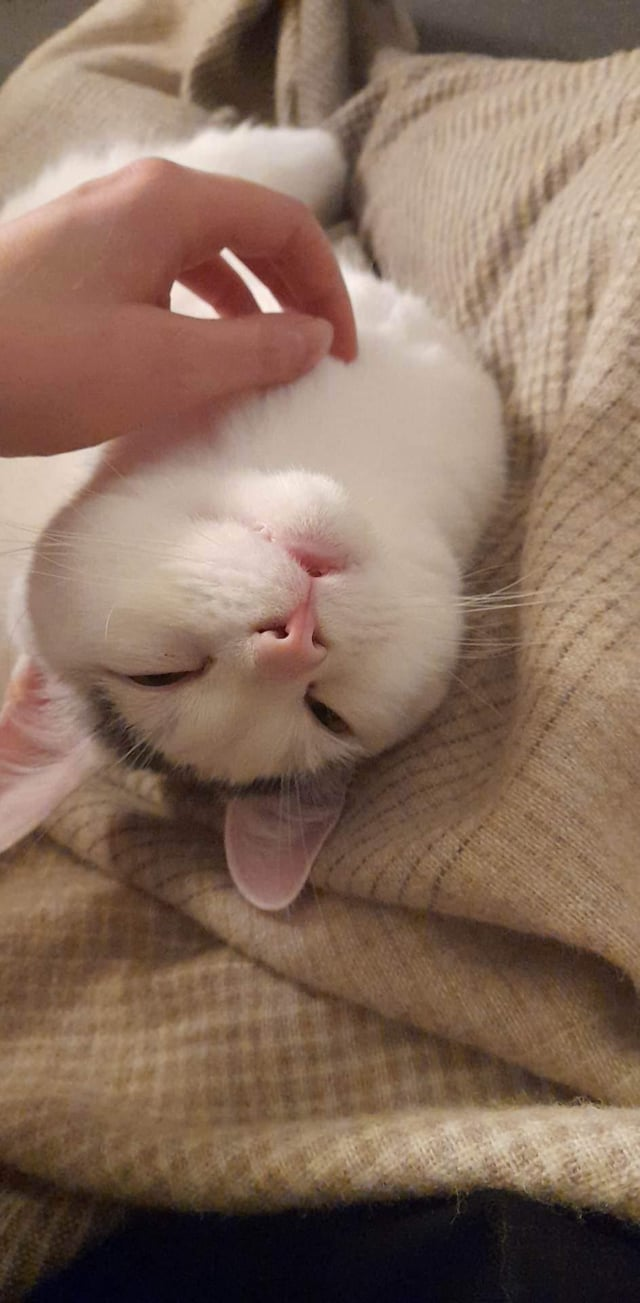 Cheezburger Image 10615276032