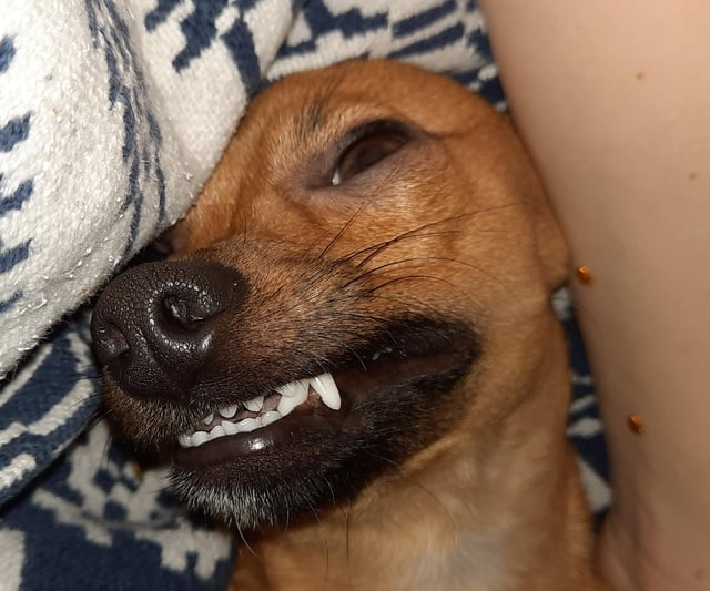 Cheezburger Image 10615285504