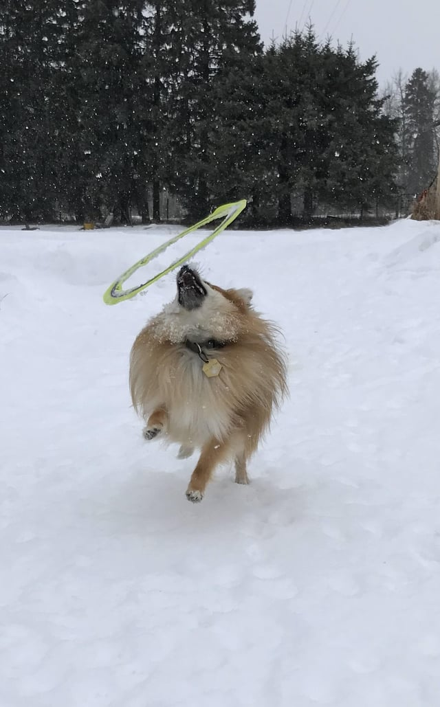 Cheezburger Image 10615285760