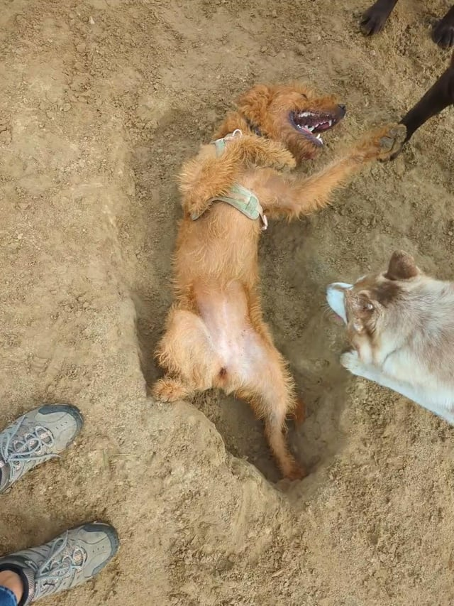 Cheezburger Image 10615286272