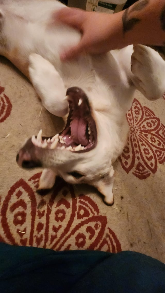 Cheezburger Image 10615286528