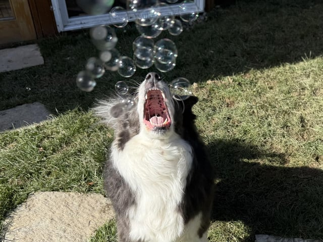 Cheezburger Image 10615286784