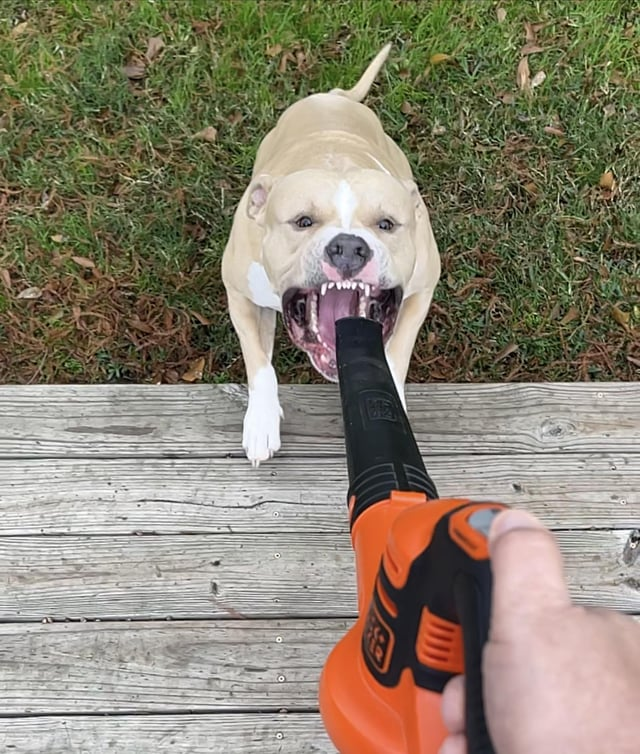 Cheezburger Image 10615287040