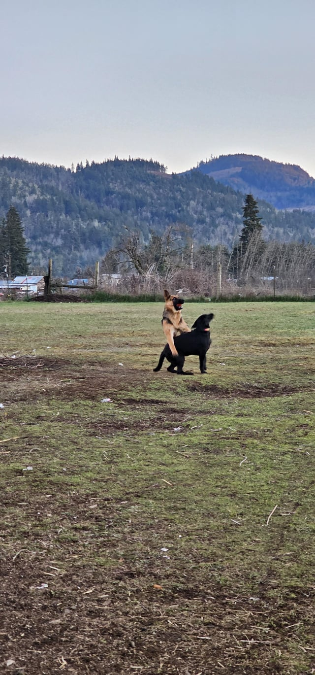 Cheezburger Image 10615287296