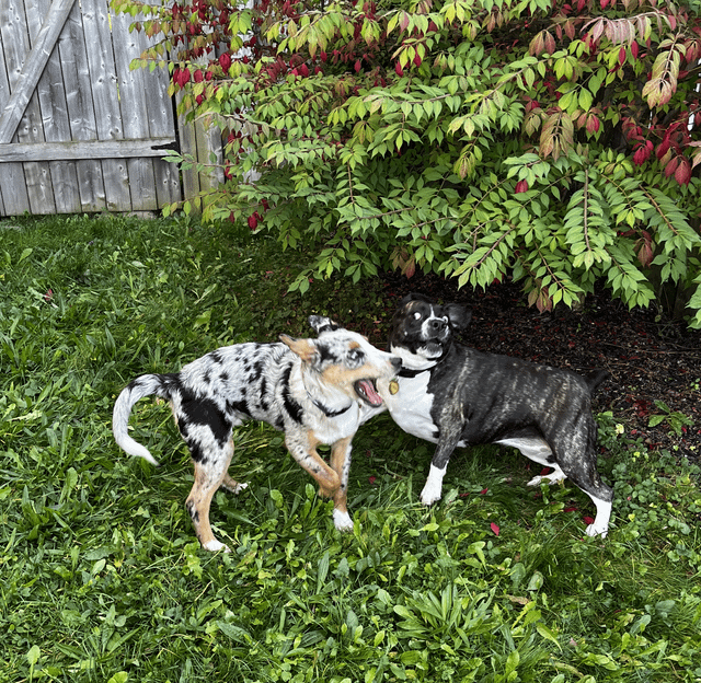 Cheezburger Image 10615287552