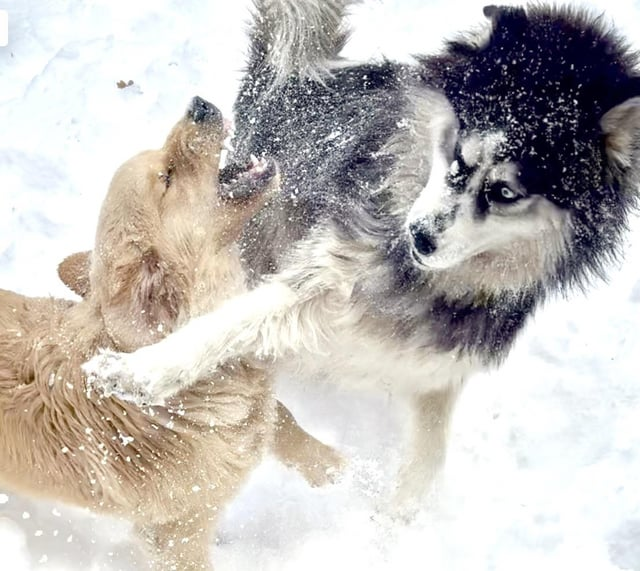 Cheezburger Image 10615287808