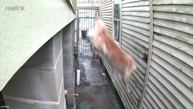 81/83/223 reolink alley