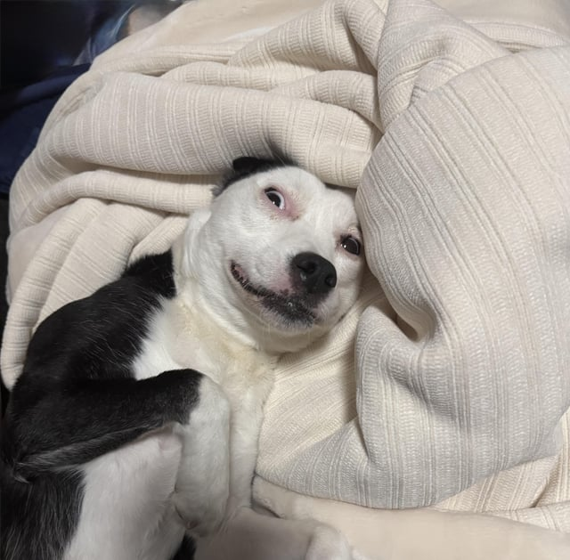 Cheezburger Image 10615288576