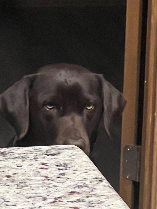 Cheezburger Image 10615288832