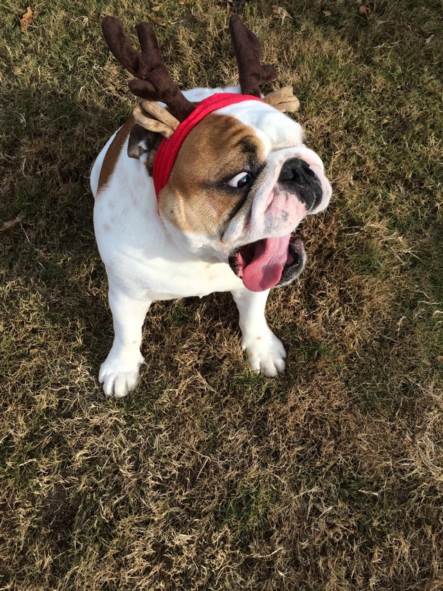 Cheezburger Image 10615289344