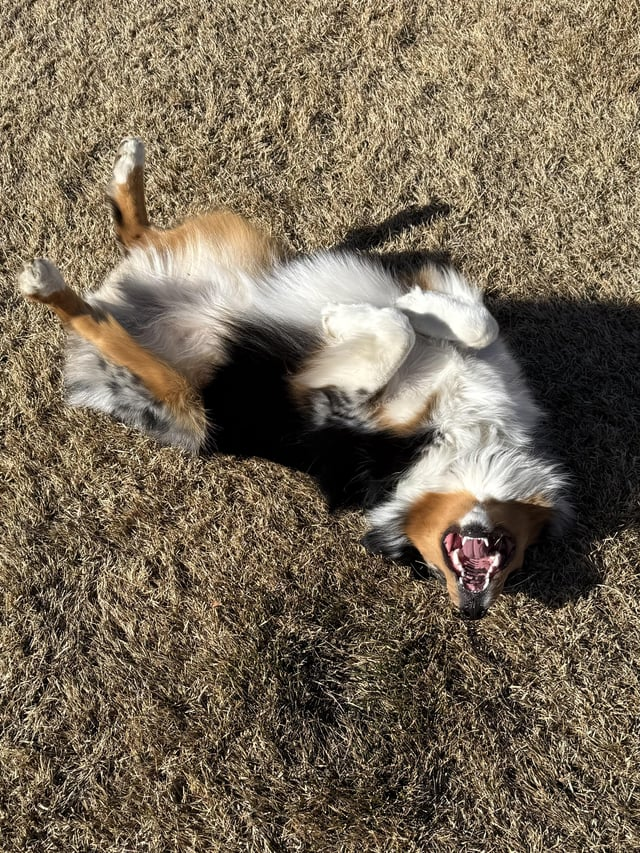 Cheezburger Image 10615289600